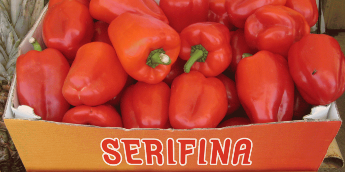 Serifina - Image 3